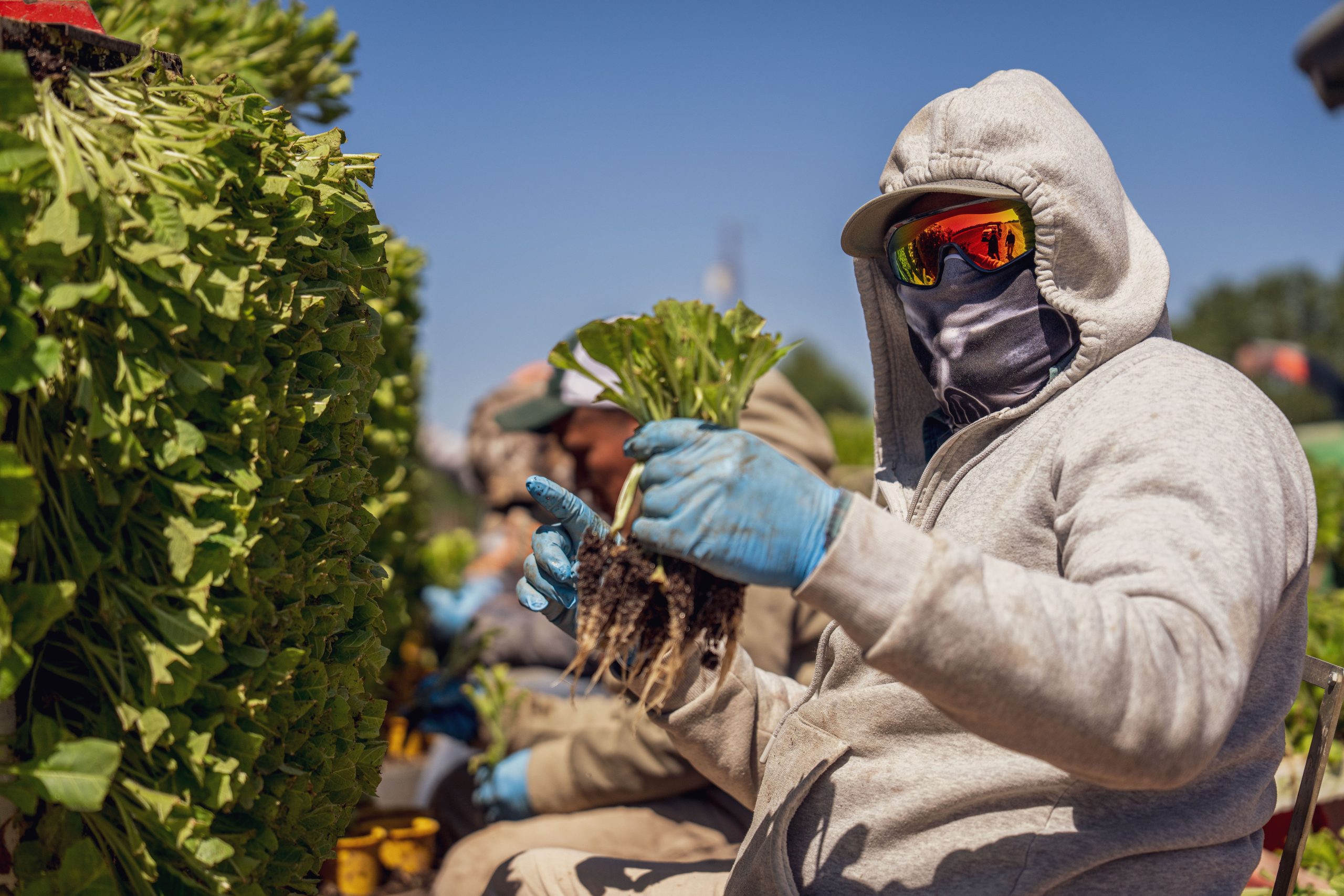 Farm Worker Jobs in North Dakota With H-2A Visa Sponsorship